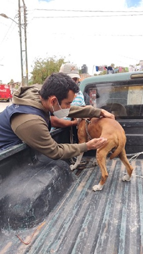 Realiza SESA Jornada de vacunación antirrábica canina y felina en Corregidora