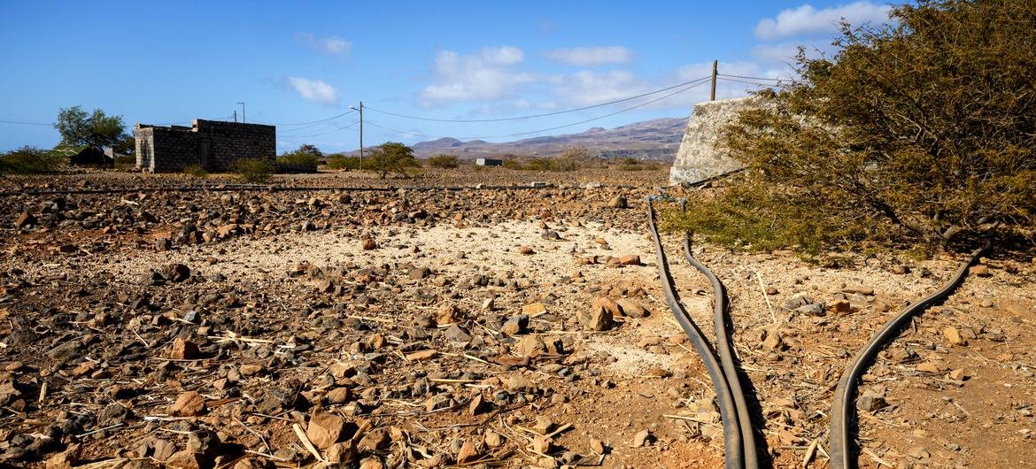 Sequías, incendios y plagas: los bosques Europa y Norteamérica afrontan la presión del cambio climático